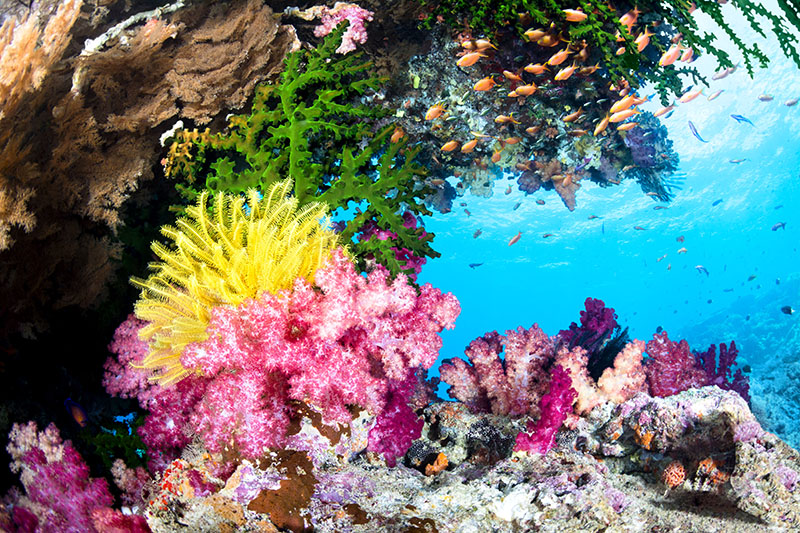 Coral Reef Image