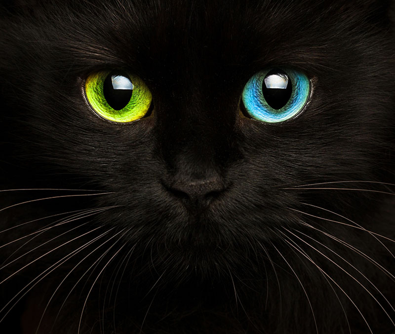 black cat's magic image