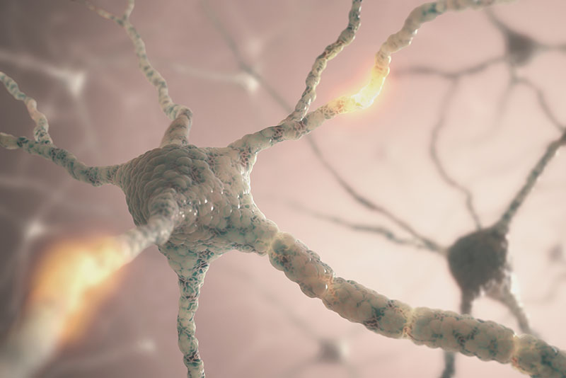 Neurons image