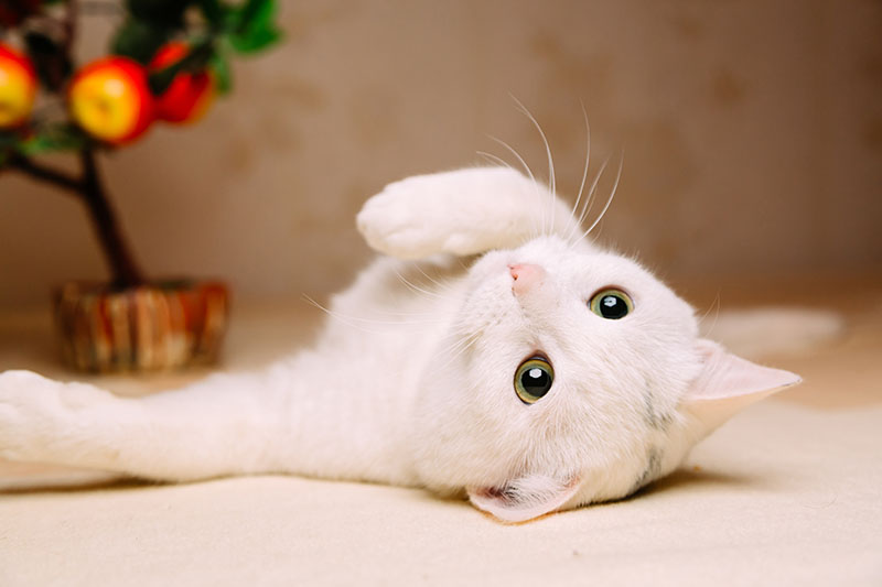 white cat's magic image