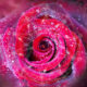 flower essence therapy image
