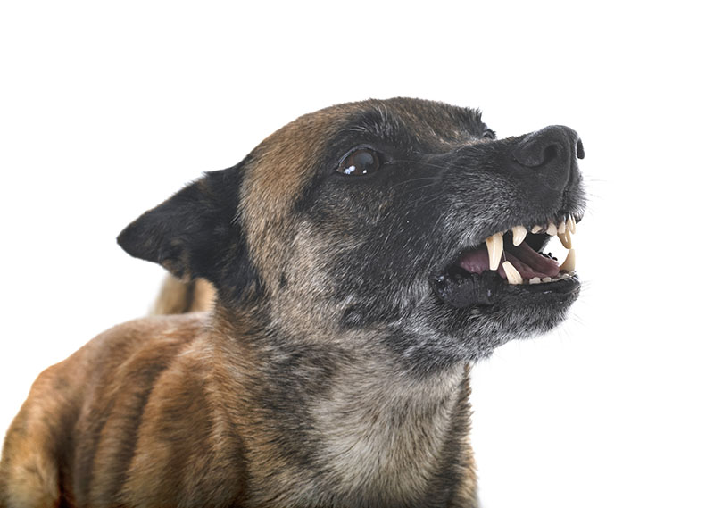 angry dog image