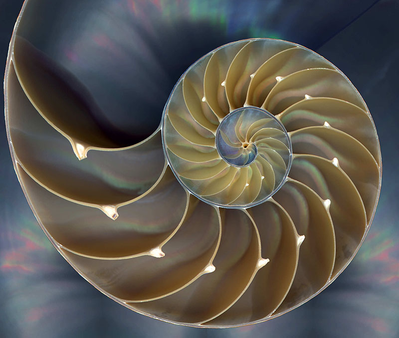 spiral sacred geometry image
