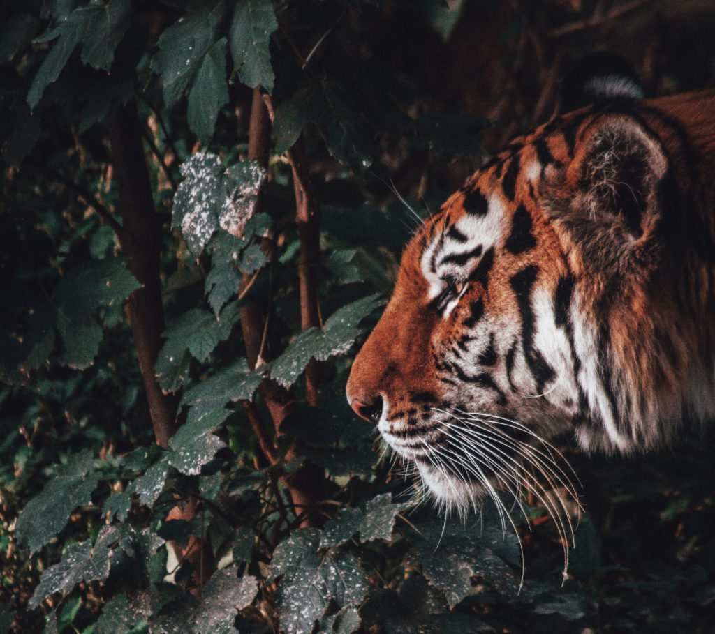 The Month Of The Earth Tiger Image