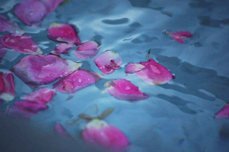 sacred rose water image