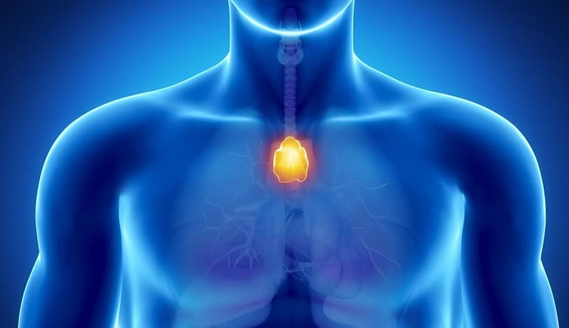 thymus healing image