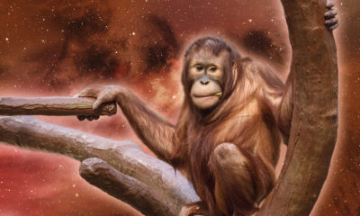 Feng Shui Astrology For August 2000 Wood Monkey Image