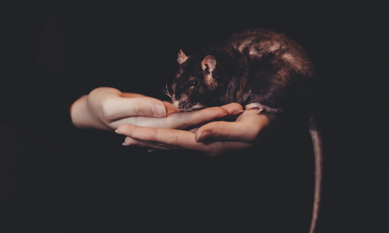 Feng Shui Astrology For December 2020 the Month of the Earth Rat Image