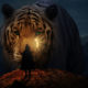 Feng Shui Astrology for February 2021 Tiger Image