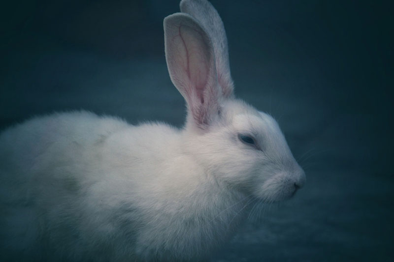 The Month Of The Metal Rabbit Image