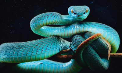 Feng Shui Astrology For May 2021 Image