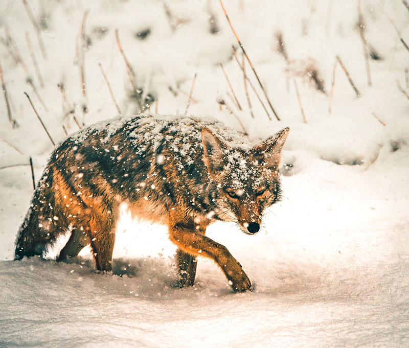 coyote image