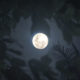 full moon in Leo Image