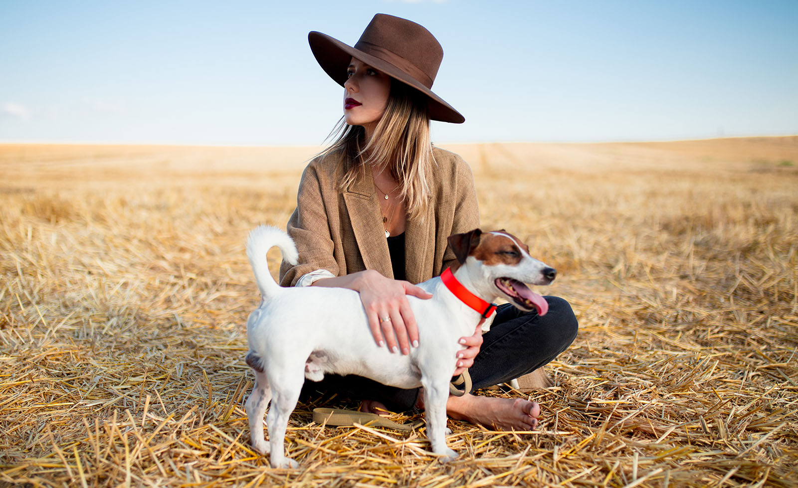 Reiki healing for dogs image