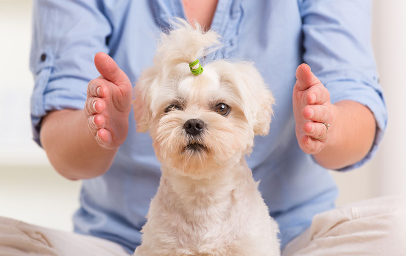 Reiki healing for pets image