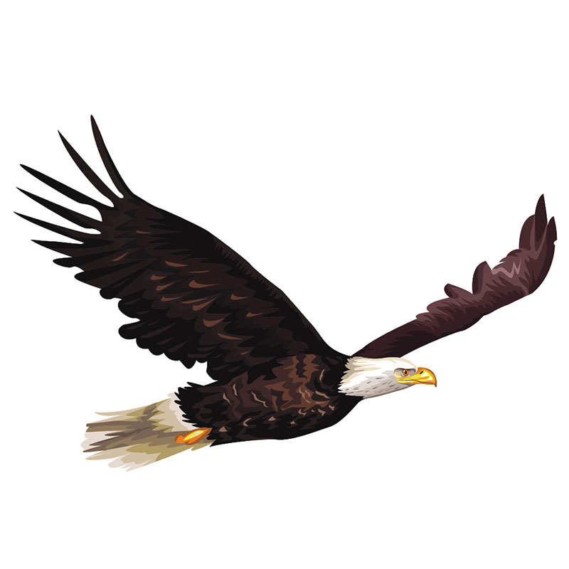 eagle spirit animal image
