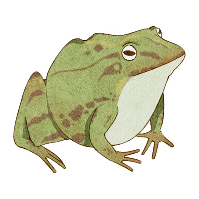 frog totem animal image