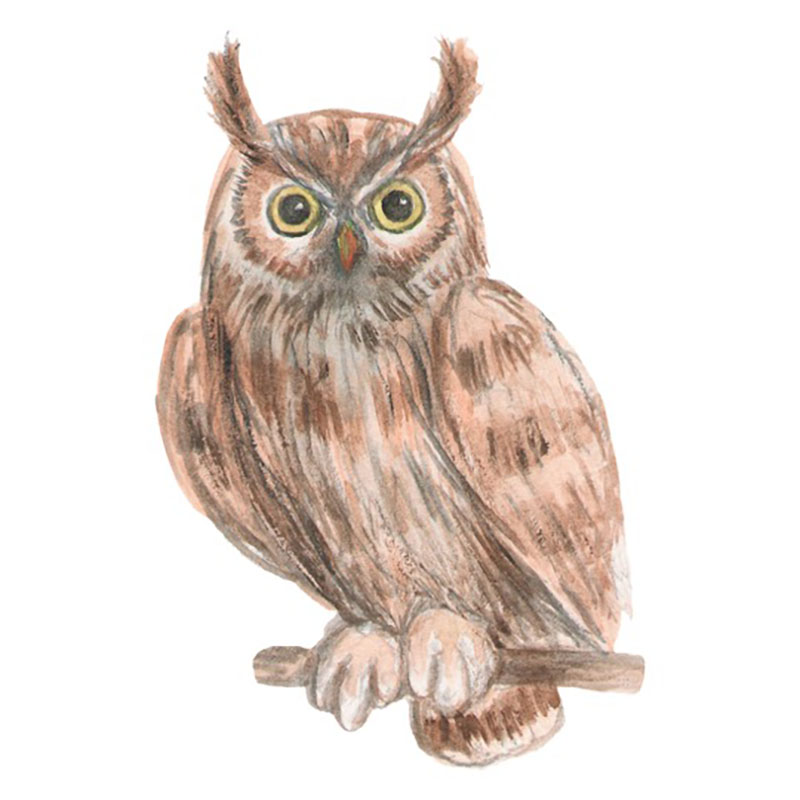 owl spirit animal image