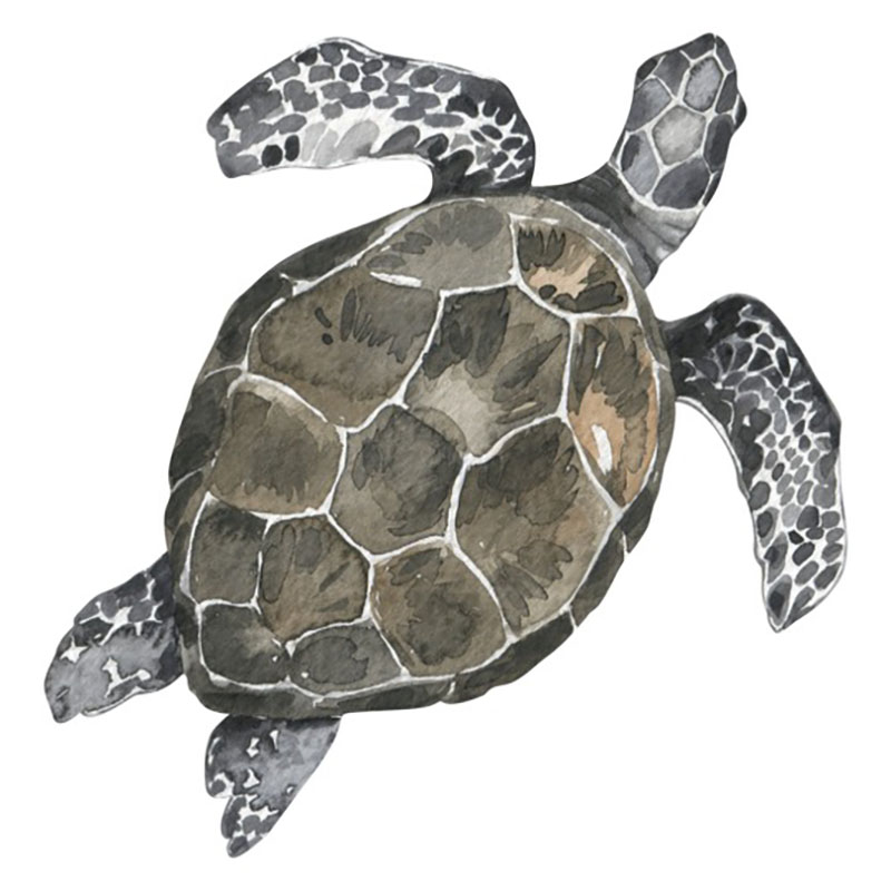 turtle totem animal image