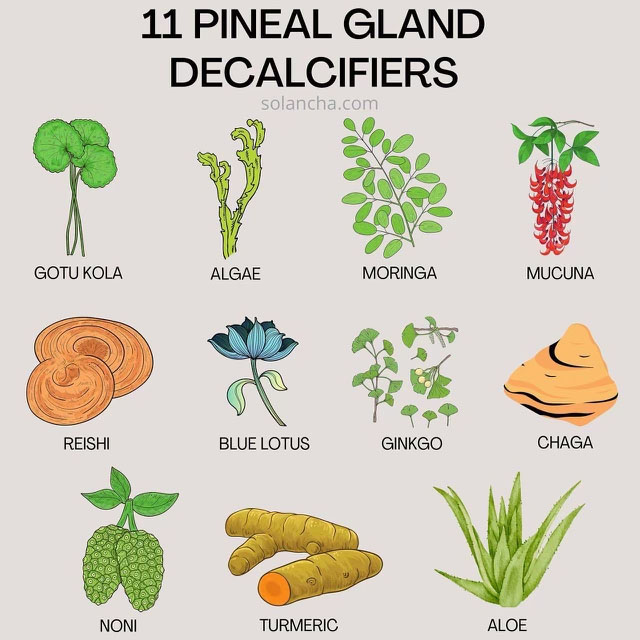 11 pineal gland decalcifiers image